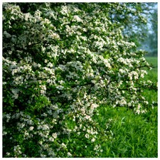 50 Hawthorn 2-3ft, 60-90cm Hedging Plants, Crataegus, Quickthorn, Thorny Native