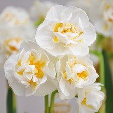 Narcissi Cheerfulness Daffodil Flower Bulbs