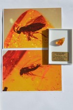 25-30 million year old Dominican Amber with COOL INSECT INCLUSIONS + photos