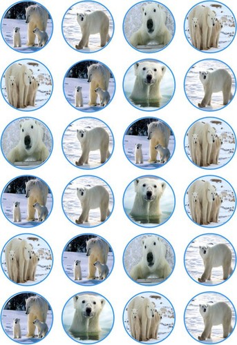 Polar bear winter snow - 24,