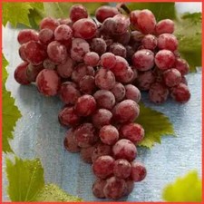 Suffolk Red Seedless Grape Fruit Plant Outdoor/Greenhouse Ornamental Plant - 9cm