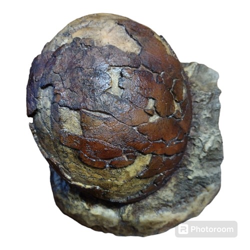 Titanosaur egg - (sauropod),