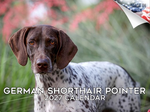 German shorthair pointer - german, 2027