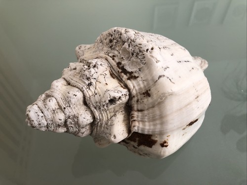 Large 19cm long horse - 19cm, whelk