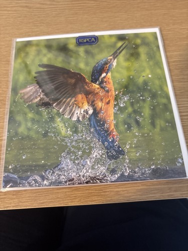 Kingfisher blank card rspca - kingfisher,
