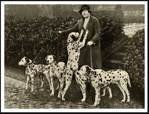 Dalmatian lady and dogs - lady, dog