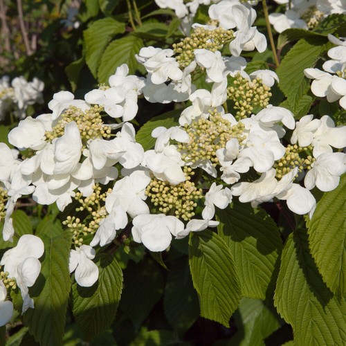 Flowering shrubs viburnum - flowering, shrubs,