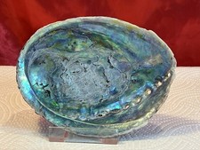 Natural abalone iridescent - abalone,