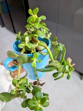 🌿 Climbing Jade – Hardy