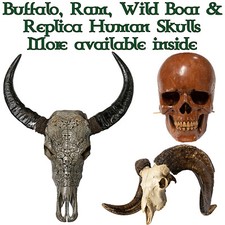 Large Murrah Buffalo Ram  Wild