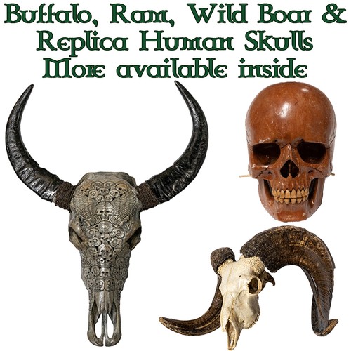 Large murrah buffalo ram wild - ram,