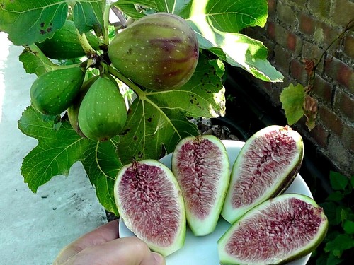 Fig tree from - tree,