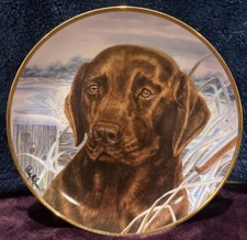 Chocolate Labrador FRANKLIN