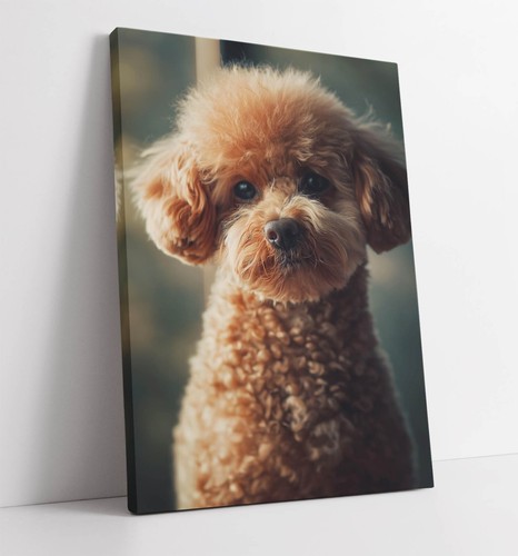 Cute toy poodle dog full - toy, of