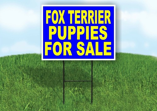 Fox terrier puppies - terrier,