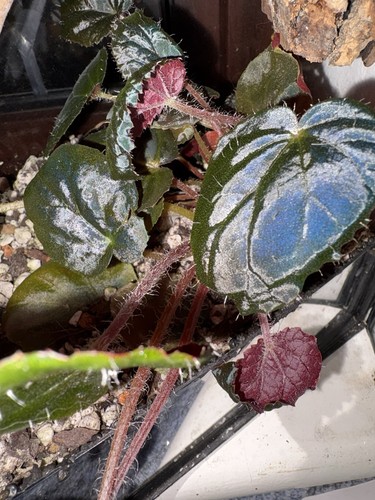 Begonia metacroa rare highly - metacroa,