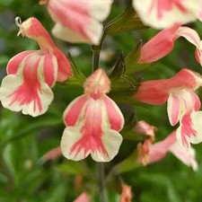 3X SALVIA PERENNIAL BELLE DE