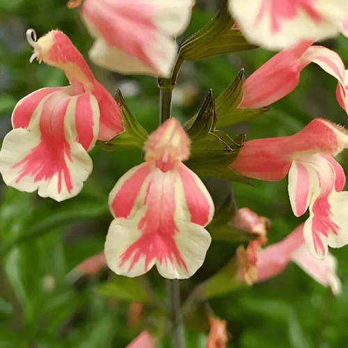 Salvia perennial belle - belle, de