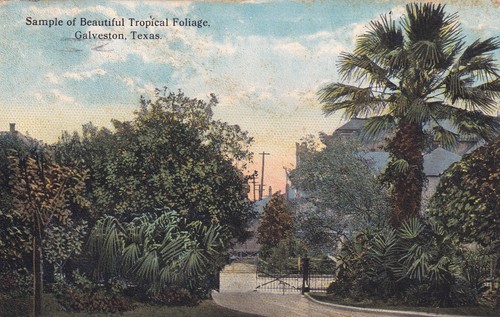 Tropical foliage palm tree - tropical,
