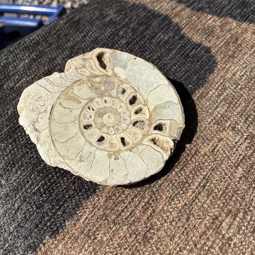 Ammonite fossil natural stone - natural,