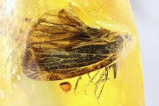Planthopper Cicadina Fossil