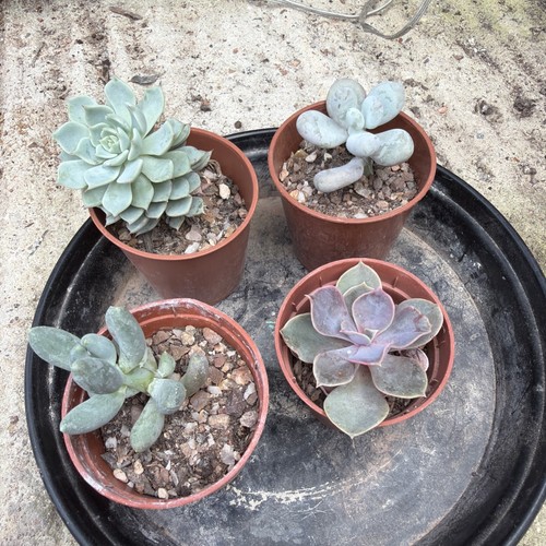 Mixed succulent collection - , of
