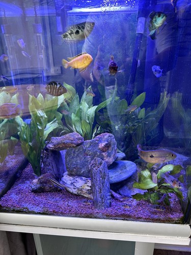 100 litre tropical fish tank - 100,