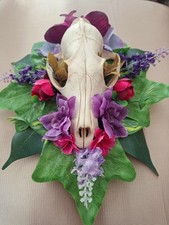 European badger skull