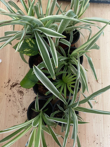 Live plants spider - 8x, plant