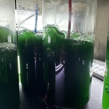 Marine Phytoplankton Blend (Nannochloropsis  & Tetraselmis)