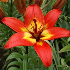 5 Lilium FOREVER LINDA BULBS