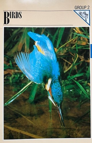 Wildlife-Fact-File-Birds-Wild