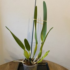 Cattleya / Laelia purpurata