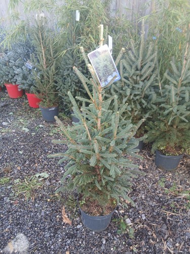 Picea super green christmas - "super,