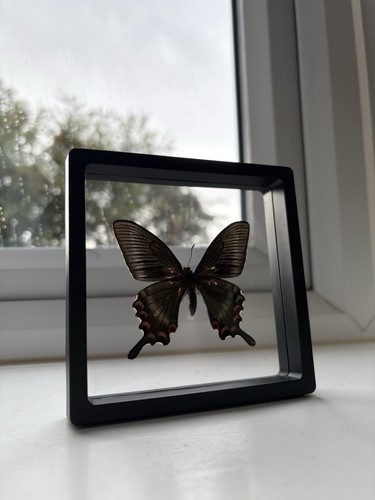 Taxidermy framed transparent