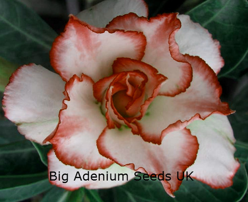 100 adenium obesum seeds - adenium,
