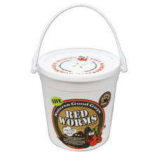 Compost Live Red Worms -