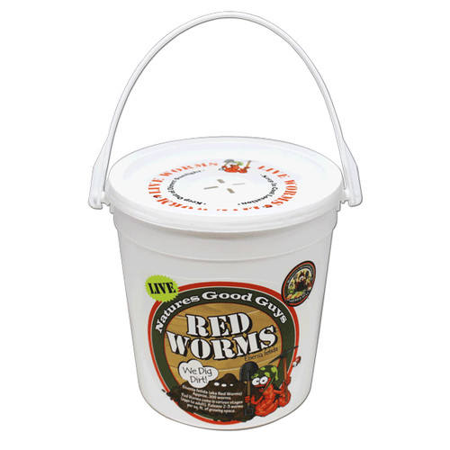 Compost live red worms - live,