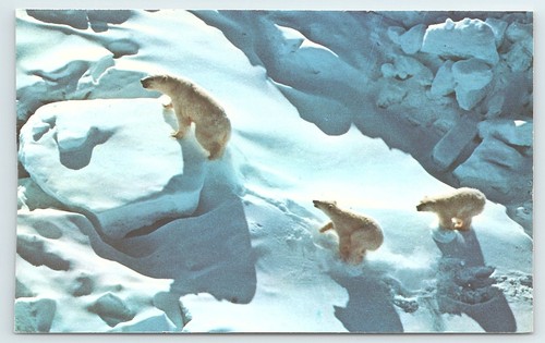 Postcard alaskan polar - postcard,