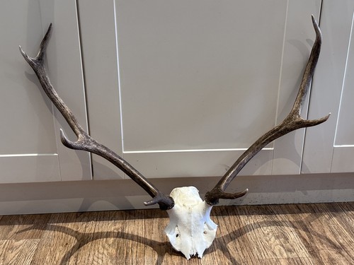 Large red deer stag antler - stag,