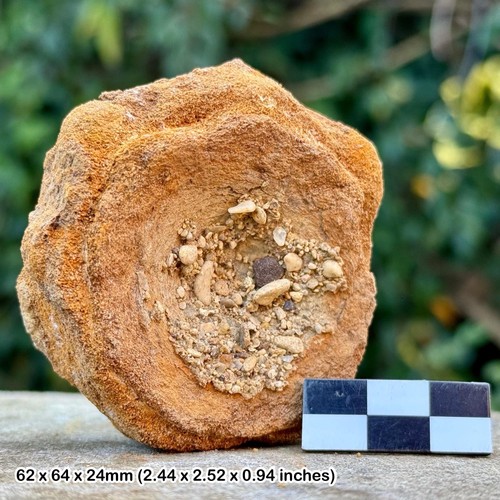 Rare ichthyosaur vertebra - , bone