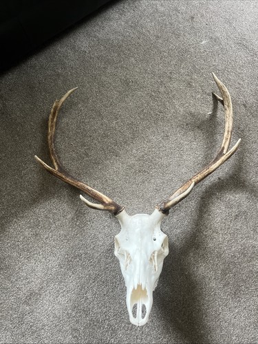Scottish red deer skull - scottish,
