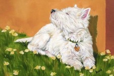 West Highland Terrier WESTIE