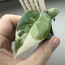 Alocasia Maharani Variegata -