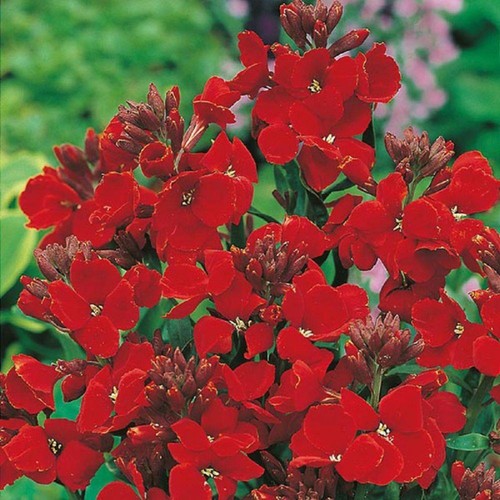Wallflower scarlet bedder - wallflower, bedder,