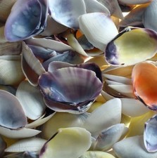 Natural beach shells seashells - natural,