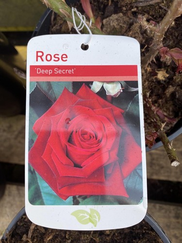 Potted litre hybrid tea - litre, rose