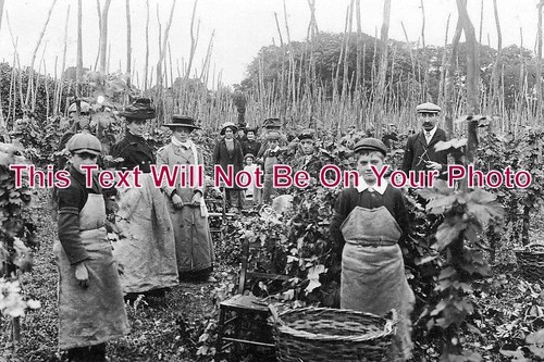 1013 hop picking - 1013,