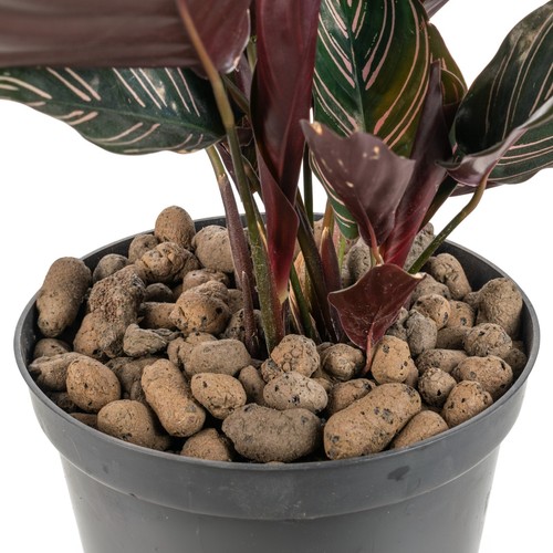 Clay pebbles hydroponics - pebbles, grow
