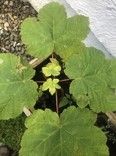 Sycamore Tree Small Sapling